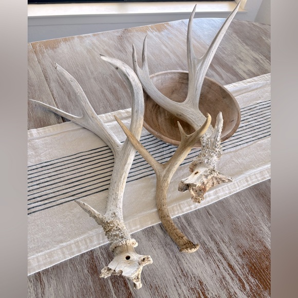 🌿🦌 Real Natural Deer Antlers - Picture 9 of 9